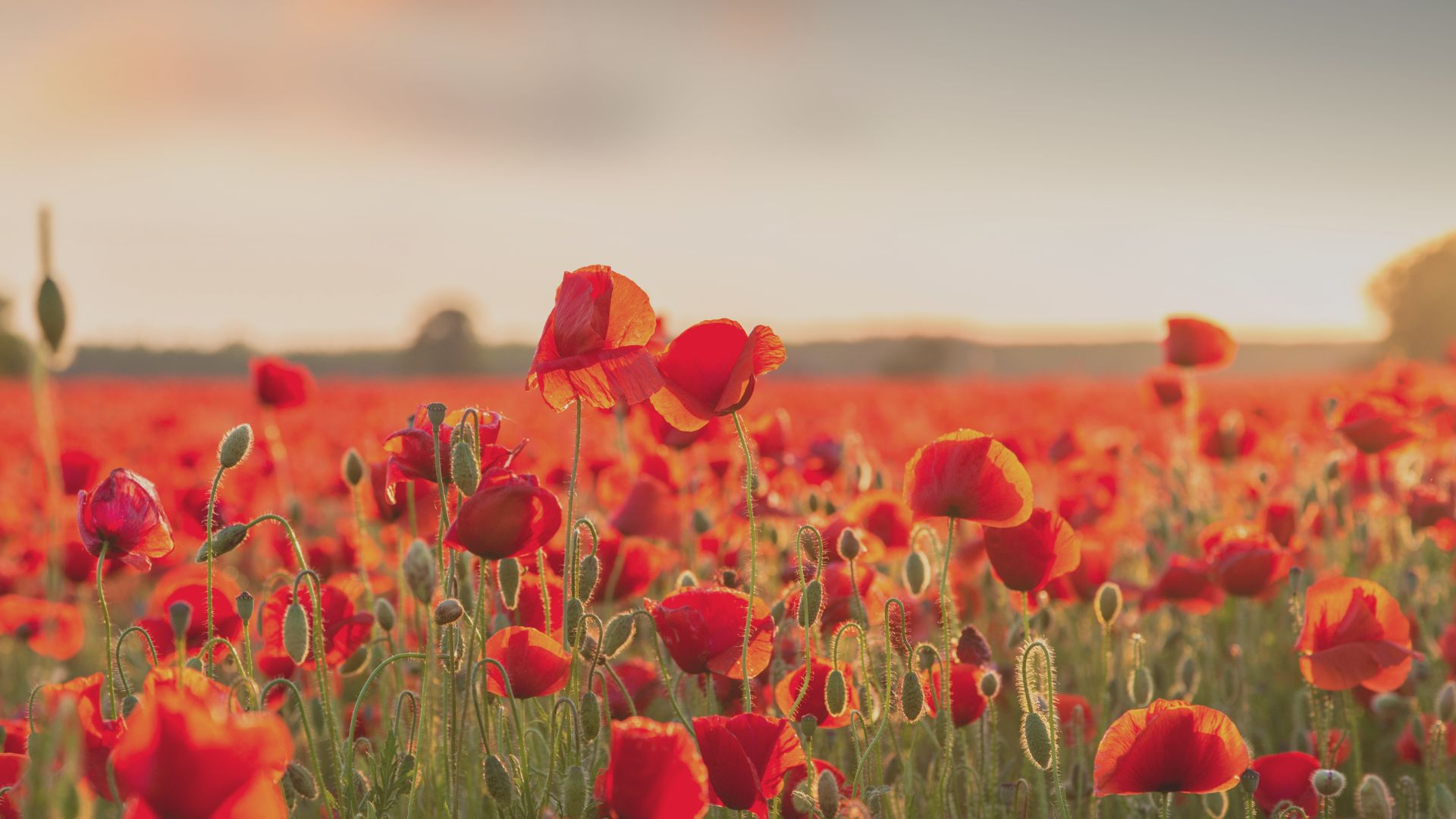 Rozen, Mode de Vie leefstijlcoaching Suzan Thijssen
